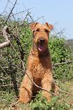AIREDALE TERRIER 030